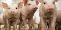 CRISPR pig joins a shortlist of genetically modified animals approved by the FDA for human consumption